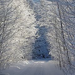 фото "Январские кружева"