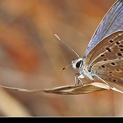 photo "Plebejus (Plebeius) argus (Linnaeus, 1758)"