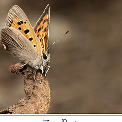 photo "Lycaena phlaeas (Linnaeus, 1761)"