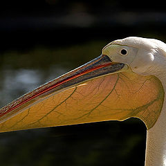 photo "Pelican"