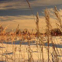 фото "Зимняя пшеница"