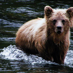 фото "мокрый медвежонок"