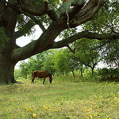 photo "Greatness and freedom"