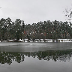 фото "Утки"