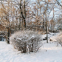 фото "Зимний день"