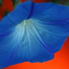 photo "***"