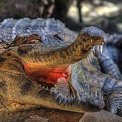 photo "Crocodile Gena"