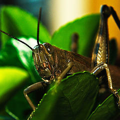 photo "Grasshopper"