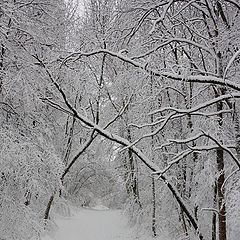 фото "Лесная арка"