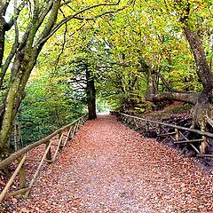 фото "Path downhill"