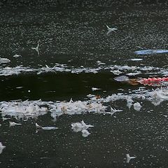 photo "the forced landing of a duck"