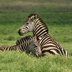 photo "Resting"