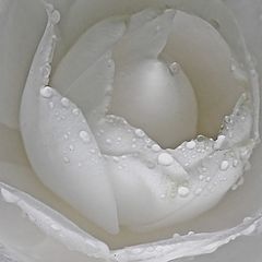 photo "Camellia Apres Shower"