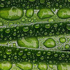 photo "Rainy Green"