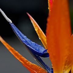 photo "Rainy Day Bird"