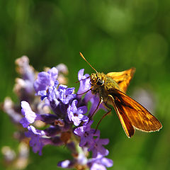 photo "Living Velvet"