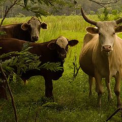 photo "Year of  the Cow"