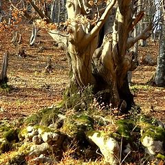 photo "roots"