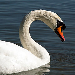 photo "Swan look"