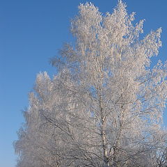 фото "Березки"