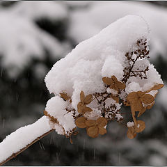фото "Одетый снегом"