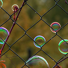 фото "сетка и пузыри"