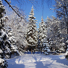 photo "In the winter kingdom"