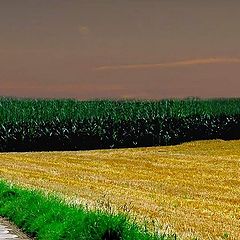 photo "along the fields"