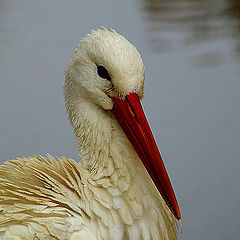 photo "Stork"