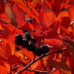 photo "Ripe rowan"