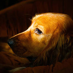 photo "Doggy Moods"