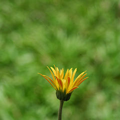 photo "Blooming Flower"