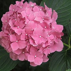 photo "Pink Hydrangea"