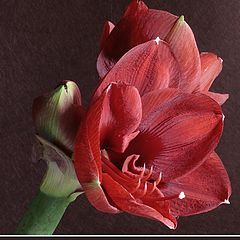 photo "Red Amaryllis"