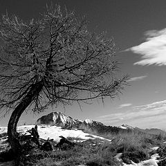 photo "alone"