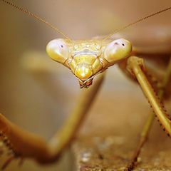 фото "Портрет богомола / A portrait of mantis"