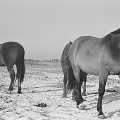 фото "без названия"