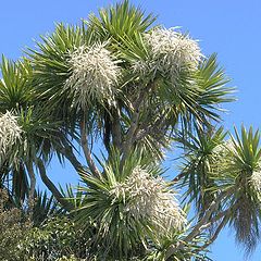 photo "NZ Cabbage Tree in Bloom."