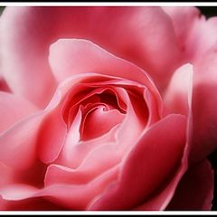 photo "Red Rose"