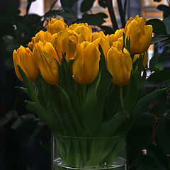 photo "yellow tulips"