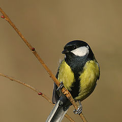 фото "Parus major"