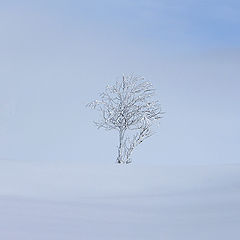 photo "Winter tree"