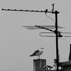 photo "the sentinel of the roof"