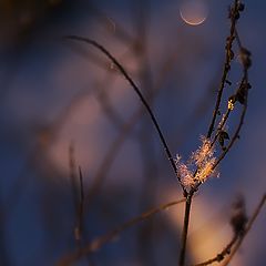 photo "Light song in twilight"