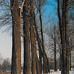 photo "Winter landscape"