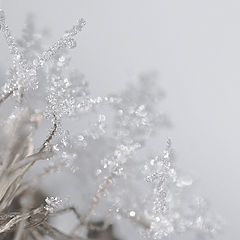 photo "Ice flowers"