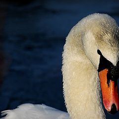 photo "after the bath"