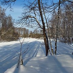 photo "Birchwood in winter"