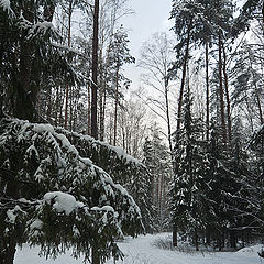 photo "In snow-covered forest"
