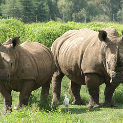 фото "Two Rhinos"